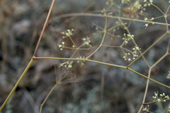 Palimbia rediviva