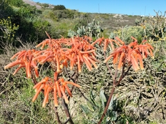 Aloe × schimperi