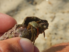 Clibanarius erythropus