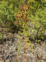 Hypericum perforatum