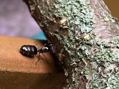 Crematogaster