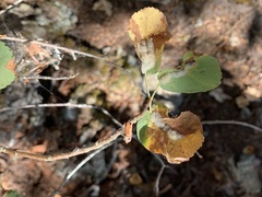 Blaesodiplosis