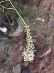 Dalea candida