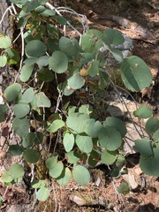 Blaesodiplosis