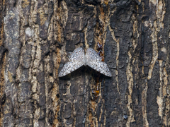 Hamadryas
