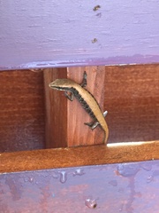 Elgaria multicarinata