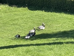 Branta leucopsis