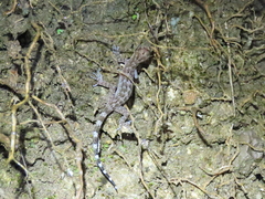 Cyrtodactylus marmoratus