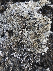 Protoparmeliopsis muralis