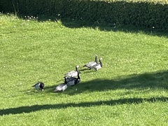 Branta leucopsis