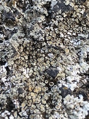 Protoparmeliopsis muralis