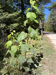 Populus