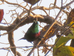Cinnyris mariquensis