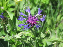 Centaurea montana