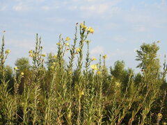 Oenothera elata