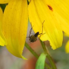 Ozodiceromyia