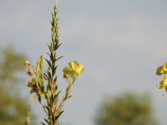 Oenothera elata