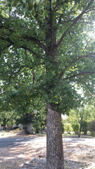 Liquidambar formosana