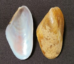 Modiolus americanus