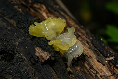Tremella