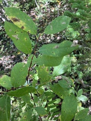 Salix bebbiana