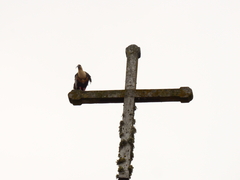 Theristicus melanopis