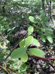 Salix bebbiana