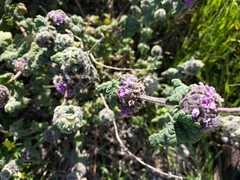 Pseudodictamnus africanus