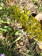 Chauliognathus pensylvanicus