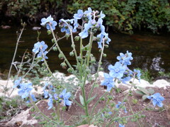 Cynoglossum amabile