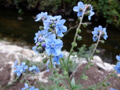 Cynoglossum amabile
