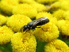 Hylaeus communis
