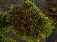 Anthocerotophyta