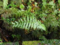 Polystichum chilense