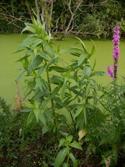 Impatiens glandulifera