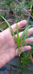 Cyperus