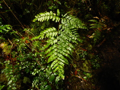 Pteris semiadnata