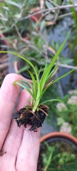 Cyperus