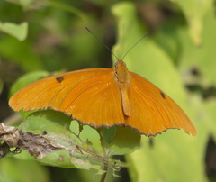 Dryas iulia