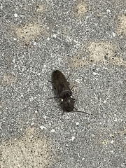 Deilelater physoderus