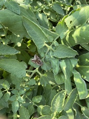 Anagrapha falcifera