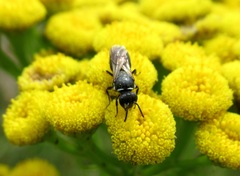 Hylaeus communis