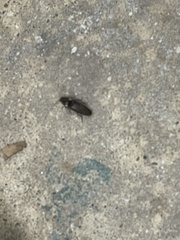 Deilelater physoderus