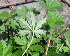 Potentilla argentea