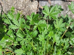 Potentilla argentea