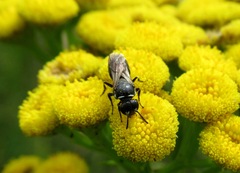 Hylaeus communis