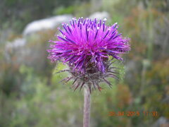 Jurinea consanguinea