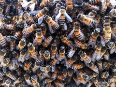 Apis mellifera