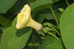 Ipomoea ochracea