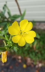 Oenothera biennis